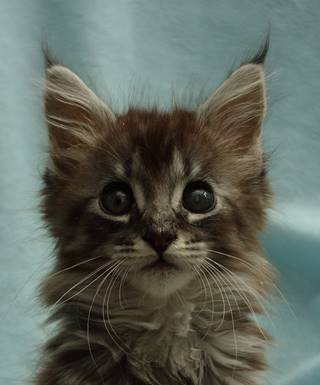 romeo