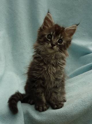 romeo